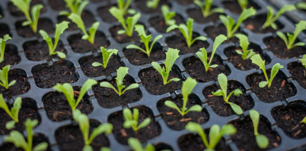How to Start a Garden from Seed: 10 Easy Tips for Beginners