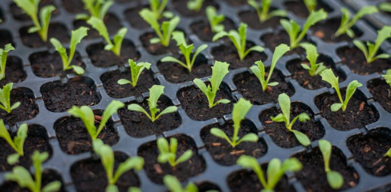 seedling plants